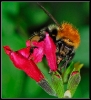 Insectes divers_36