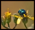 Insectes divers_39