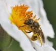 Insectes divers_3