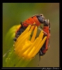 Insectes divers_40