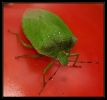 Insectes divers_41