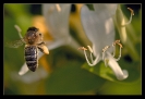 Insectes divers_42