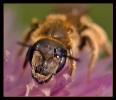 Insectes divers_43