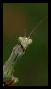 Insectes divers_44