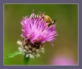 Insectes divers_45