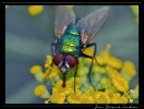 Insectes divers_46