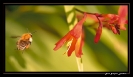 Insectes divers_47