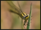 Insectes divers_48