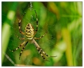 Insectes divers_49