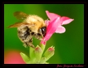 Insectes divers_51