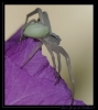 Insectes divers_52