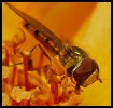 Insectes divers_53