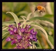 Insectes divers_54