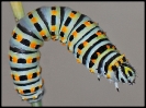 Insectes divers_55