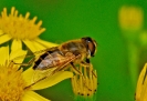 Insectes divers_56