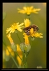 Insectes divers_57