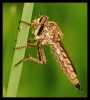 Insectes divers_59