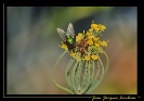 Insectes divers_60