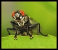 Insectes divers_62