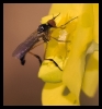 Insectes divers_63