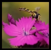 Insectes divers_65