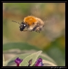 Insectes divers_66