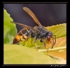 Insectes divers_67