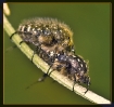 Insectes divers_68