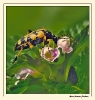 Insectes divers_69