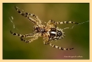 Insectes divers_70