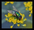 Insectes divers_71
