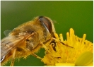 Insectes divers_72