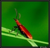 Insectes divers_73