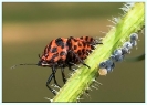 Insectes divers_74