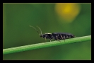 Insectes divers_75