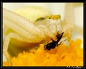 Insectes divers_76