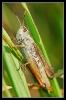 Insectes divers_77