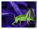 Insectes divers_78