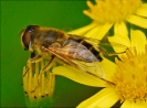 Insectes divers_79