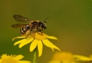 Insectes divers_7