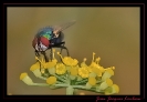 Insectes divers_80