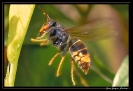 Insectes divers_81