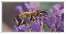 Insectes divers_82