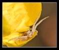 Insectes divers_83