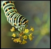 Insectes divers_84