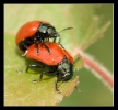 Insectes divers_87