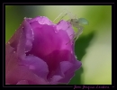 Insectes divers_88