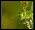 Insectes divers_89