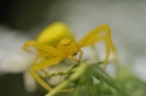 Macros