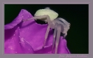 Insectes divers_90